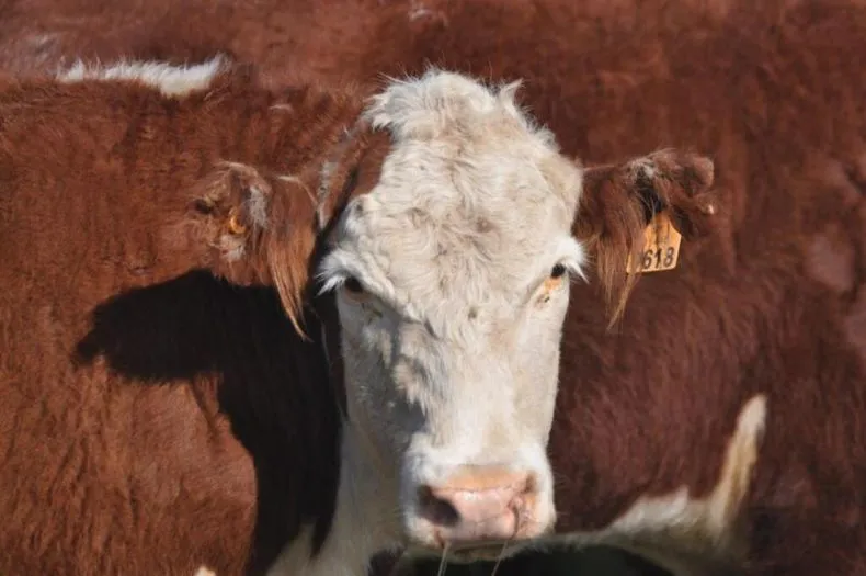 vaca-caravana_0_0jpg