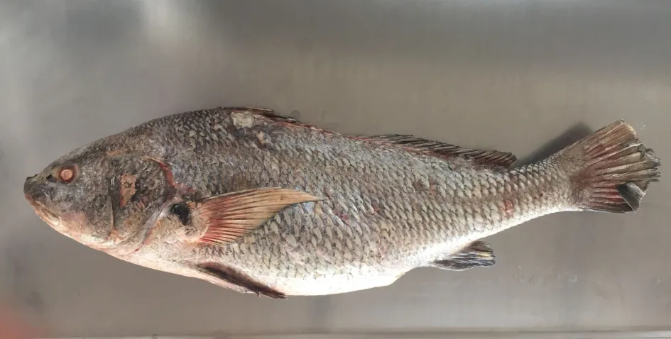 corvina negra3