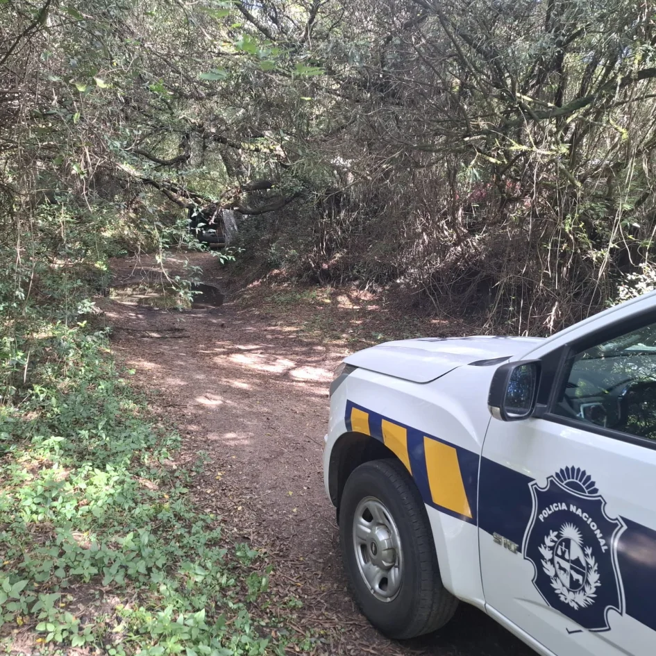 Movil ingresando a un monte