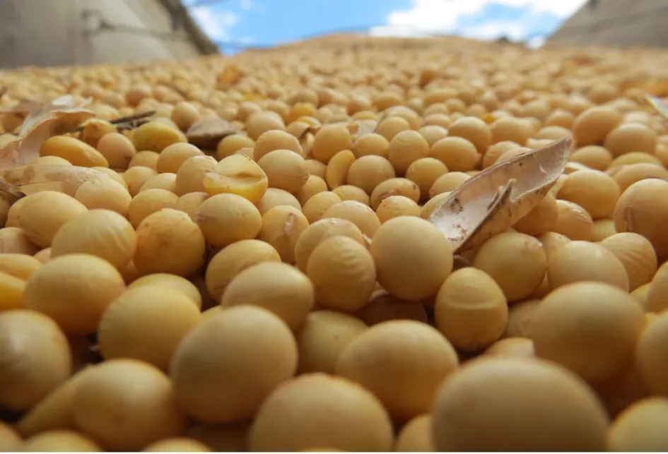 grano de soja