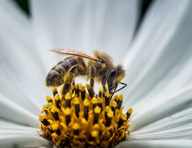 imagen_2024-04-2512_08_27