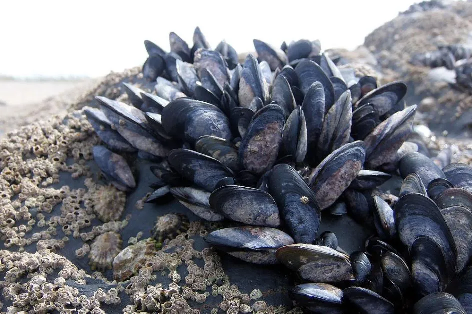 mejillones_1