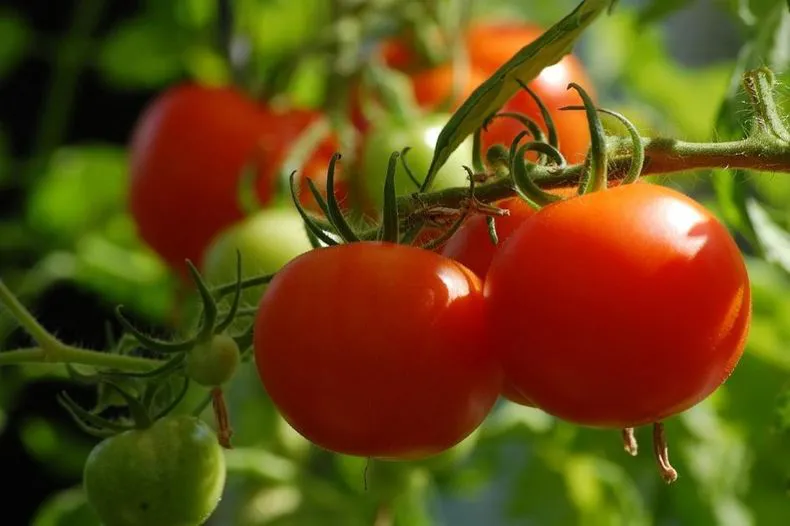tomato-2643774_1280jpg