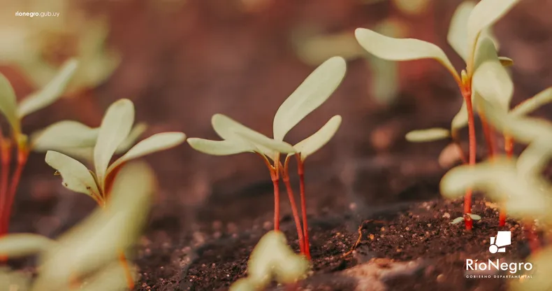 plantines-2024jpg