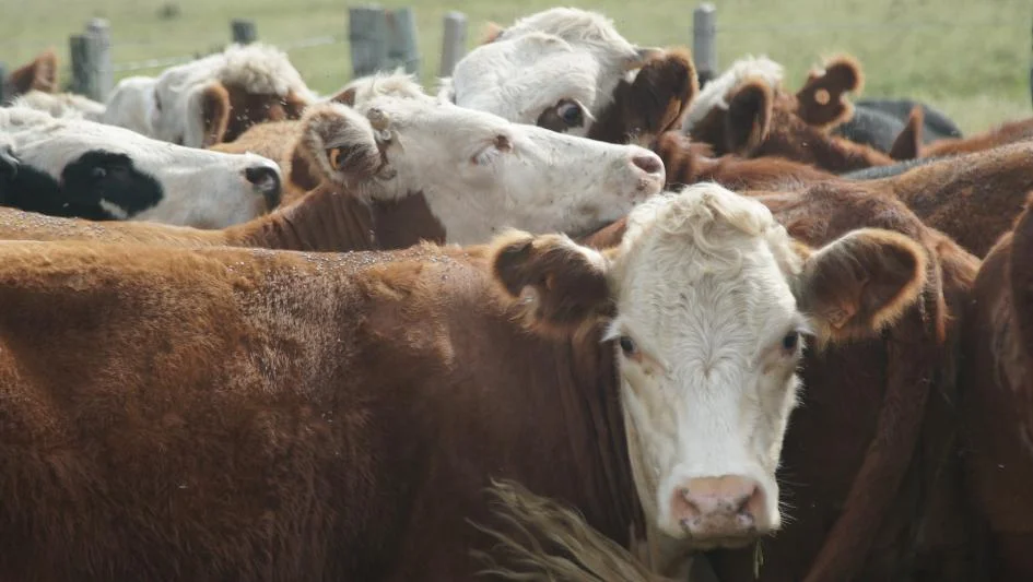 vacas_1_0