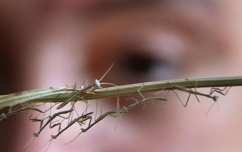 mantis-trillo-smjpg