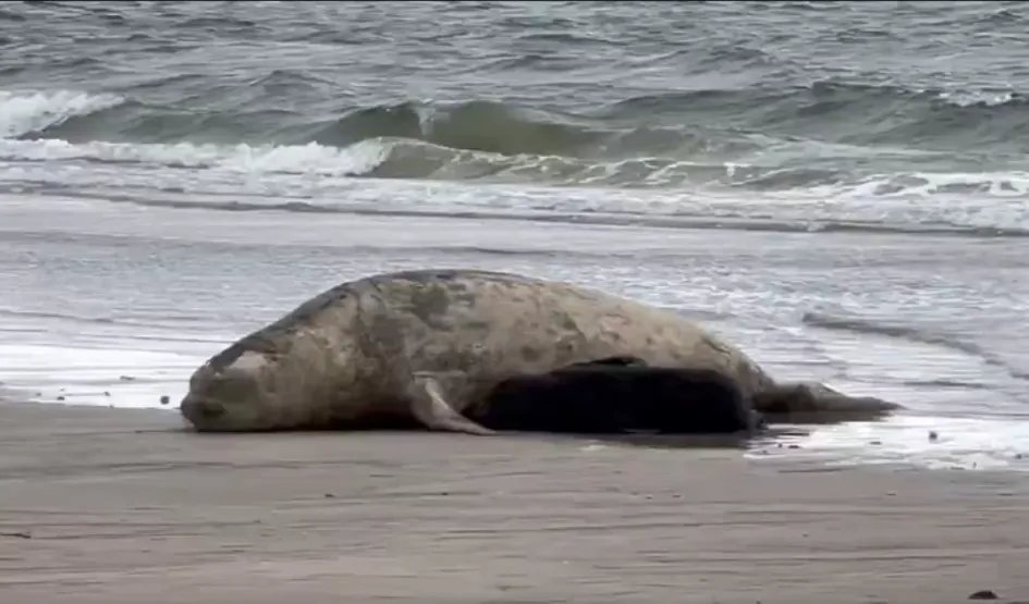nacimiento lobo marino