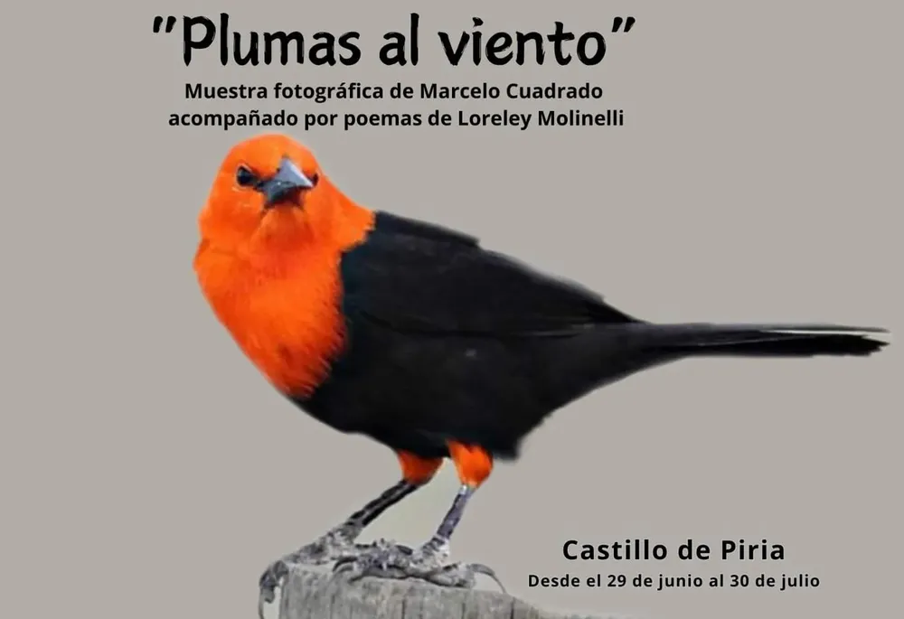 plumas al viento