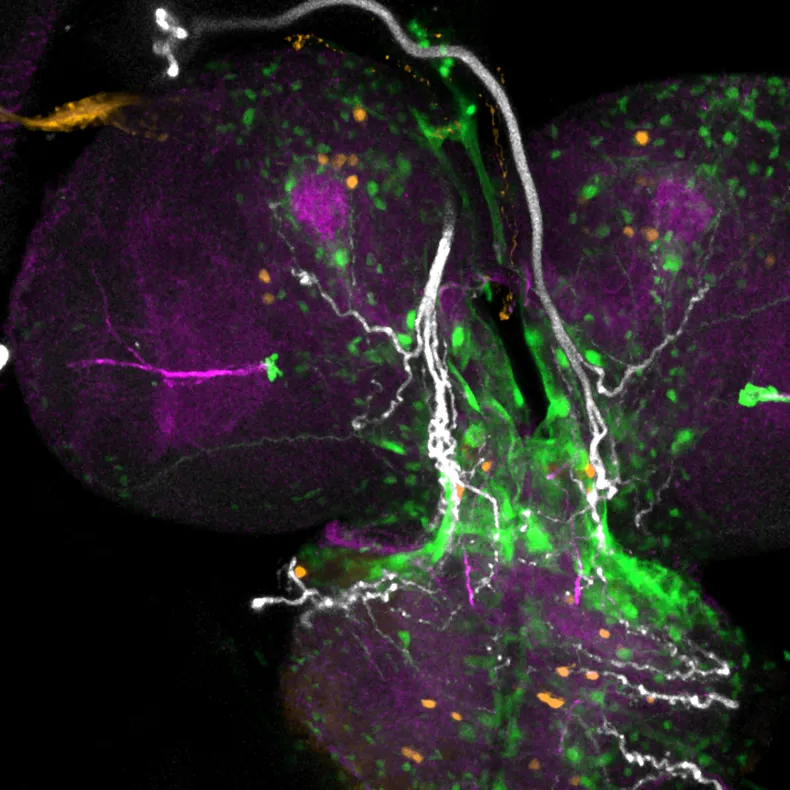 imagen-del-cerebro-una-larva-la-mosca-drosophila_-daniel-prietopng
