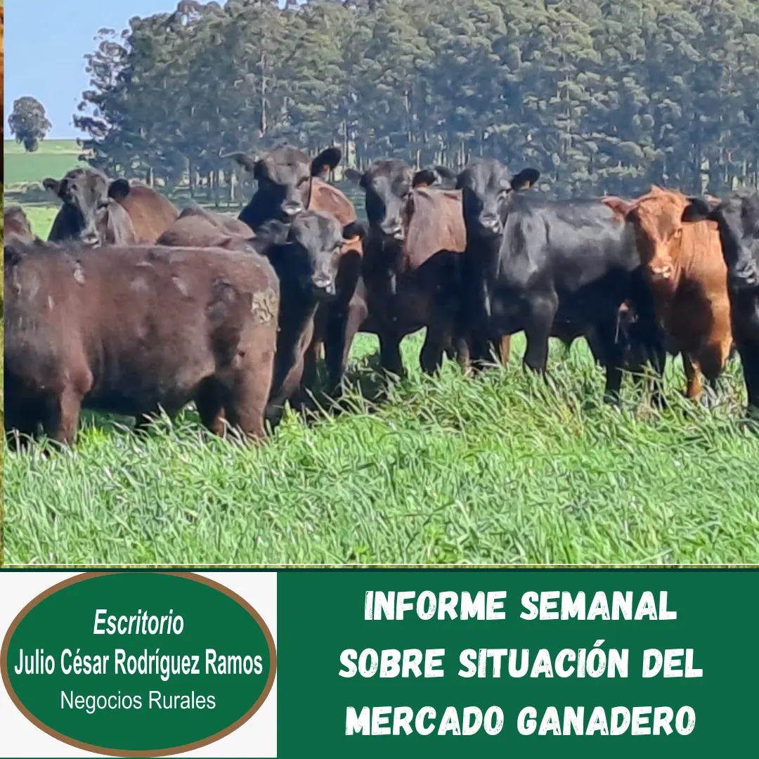 Informe semanall sobre situación del mercado Ganadero.png